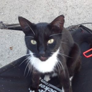 Meet your Posher, Cyn